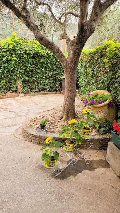 La Stalla, Casa Rustica Nel Ranch Di Cavalli Camporosso  Buitenkant foto