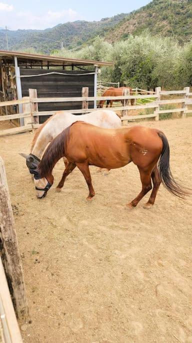 La Stalla, Casa Rustica Nel Ranch Di Cavalli Camporosso  Buitenkant foto